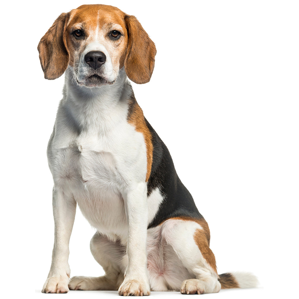 Real Meat Chewy Treats