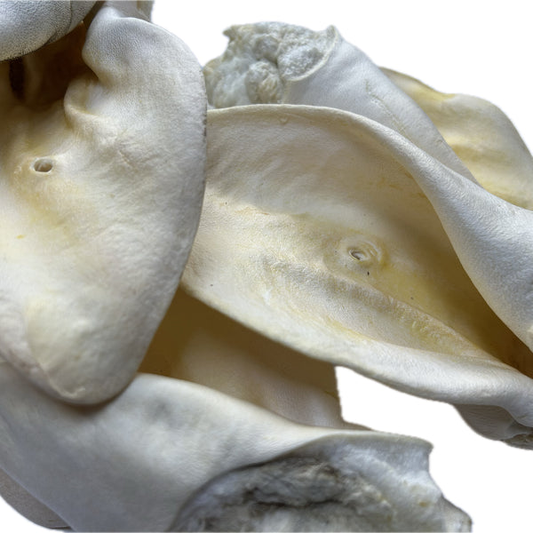 WHITE Beef Ears