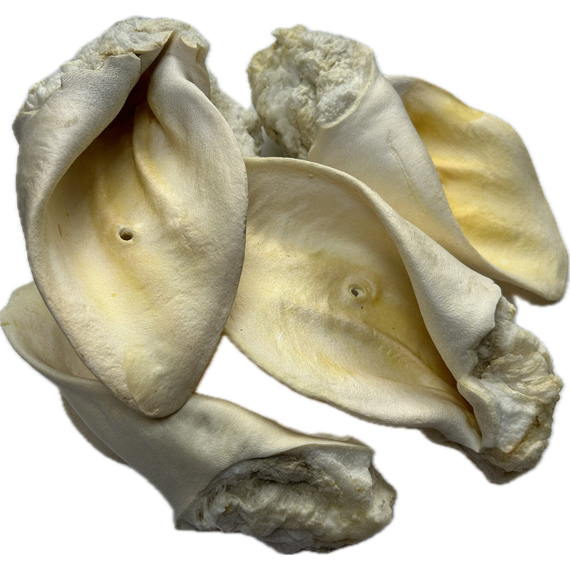 WHITE Beef Ears