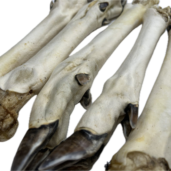 White Roe Leg Feet