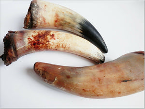 BEEF BULL ANTLERS Horns buffallo with marrow MIXED SIZE
